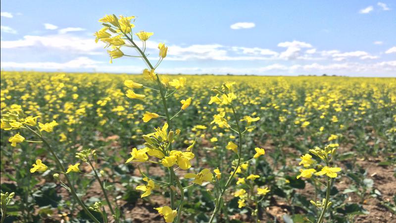 Canola