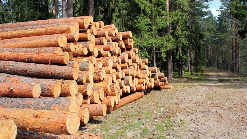 Logs_in_woods_826